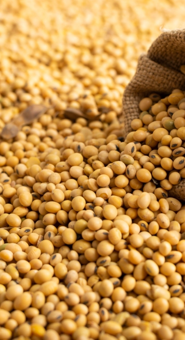 Soya