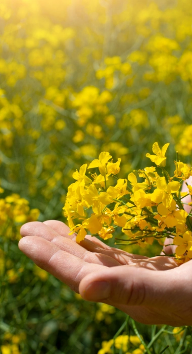 Canola